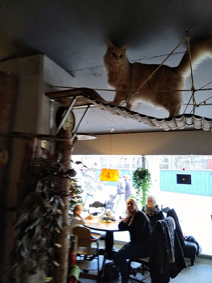 Kedi Kafe-2