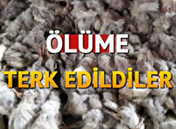 &Ouml;l&uuml;me Terk Edildiler