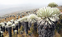 Paramo