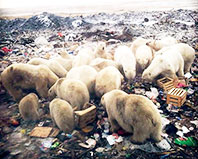 &Ccedil;&ouml;pl&uuml;kte Yiyecek Bulmaya &Ccedil;alışan Kutup Ayıları