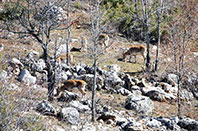 Dağ Ke&ccedil;ileri