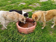 Kurtk&ouml;y Ormanlarında Hayvanlara Ev Kuruldu