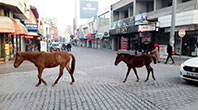 Osmaniye'de Sahipsiz Gezinen Atlar