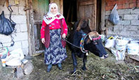 Ayşe Şahin Yadigar İsimli İneğiyle