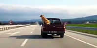 Kamyonet Kasasında K&ouml;peğin Tehlikeli Yolculuğu