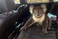 Koala Araçta Klimayla Serinledi