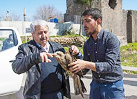 Sol Kanadından Vurulan Kızıl Şahin ve Kurtarıcısı Murat Oğurlu