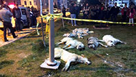Ankara'da 13 K&ouml;pek Zehirlenerek &Ouml;ld&uuml;r&uuml;ld&uuml;