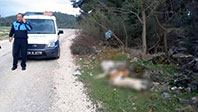 Bursa'da &Uuml;&ccedil; K&ouml;pek Zehirlenerek &Ouml;ld&uuml;r&uuml;ld&uuml;