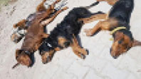 Kütahya'da Köpek Katliamı