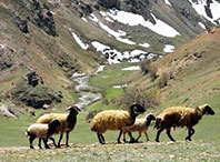 Van'da Koyunlar Meralara Kavuştu