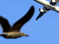 Yolcu U&ccedil;ağına Leylek &Ccedil;arptı