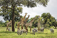 İnsanlık Bir milyon T&uuml;r&uuml; Yok Edecek