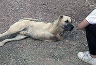 Sokak Hayvanları İ&ccedil;in Projeler