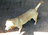 &Ccedil;arptıkları K&ouml;pek İ&ccedil;in Seferber Oldular