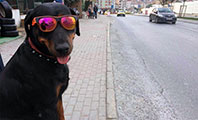 Kızım İsimli K&ouml;pek