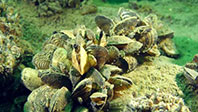 Barajlardaki Tehlike