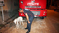Midyat'ta K&ouml;peğin G&ouml;zlerini Oydular