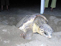 Caretta Yumurtlarken