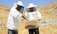 G&uuml;venlik Sağlandı Arıcıların Y&uuml;z&uuml; G&uuml;ld&uuml;