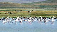 Kuş Cenneti