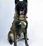 Bağdadi'yi Bitiren K&ouml;pek