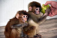 &Ouml;r&uuml;mcek Maymunlar