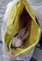 Boynu Kesilmiş Tavşan