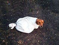 Hamile K&ouml;peği &Ccedil;uvala Koyup Yola Attılar