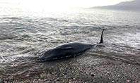 Kıyıya Vuran Balina Kurtarıldı