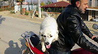 Motosiklet Hastası K&ouml;pek
