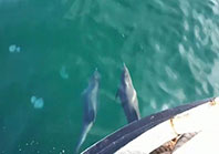 Balık&ccedil;ılarla Yarışan Yunuslar