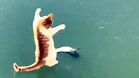 Bu Kedi Sosyal Medyanın Dilinde
