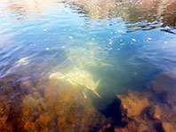 &Ccedil;ayda Elektrik Şokuyla Balıklar Telef Oldu