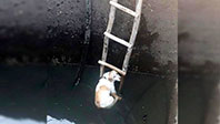 Fethiye'de Su Kuyusuna Düşen Köpek Kurtarıldı