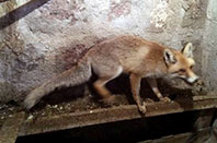 K&uuml;mese Giren Tilki