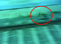 Trenin &Ouml;n&uuml;nden Ka&ccedil;an Tavşan