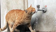 &Ccedil;eşmeden Su İ&ccedil;en Kedi
