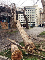 Gezi Parkı'ndaki Ağa&ccedil;lar Kurudu