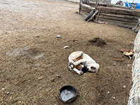 Kedi Bora İle K&ouml;pek Polat'ın Dostluğu