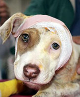 K&ouml;peğin Kulağını Kestiler