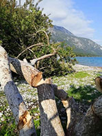 Fazla Şezlong İ&ccedil;in Ağa&ccedil; Katliamı