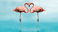 Flamingo Aşkı