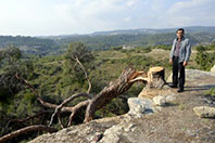 Kesilen Kızıl&ccedil;am Ağacı