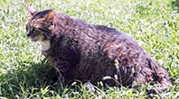 Obez Kedi