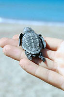 Yavru Caretta