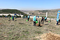 Ağa&ccedil; Diken H&uuml;k&uuml;ml&uuml;ler