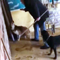 Bakıcının K&ouml;peklere Zulm&uuml;