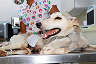 Bı&ccedil;aklanan Tazı