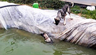 Havuza Düşen Köpeği Kardeşi Kurtardı